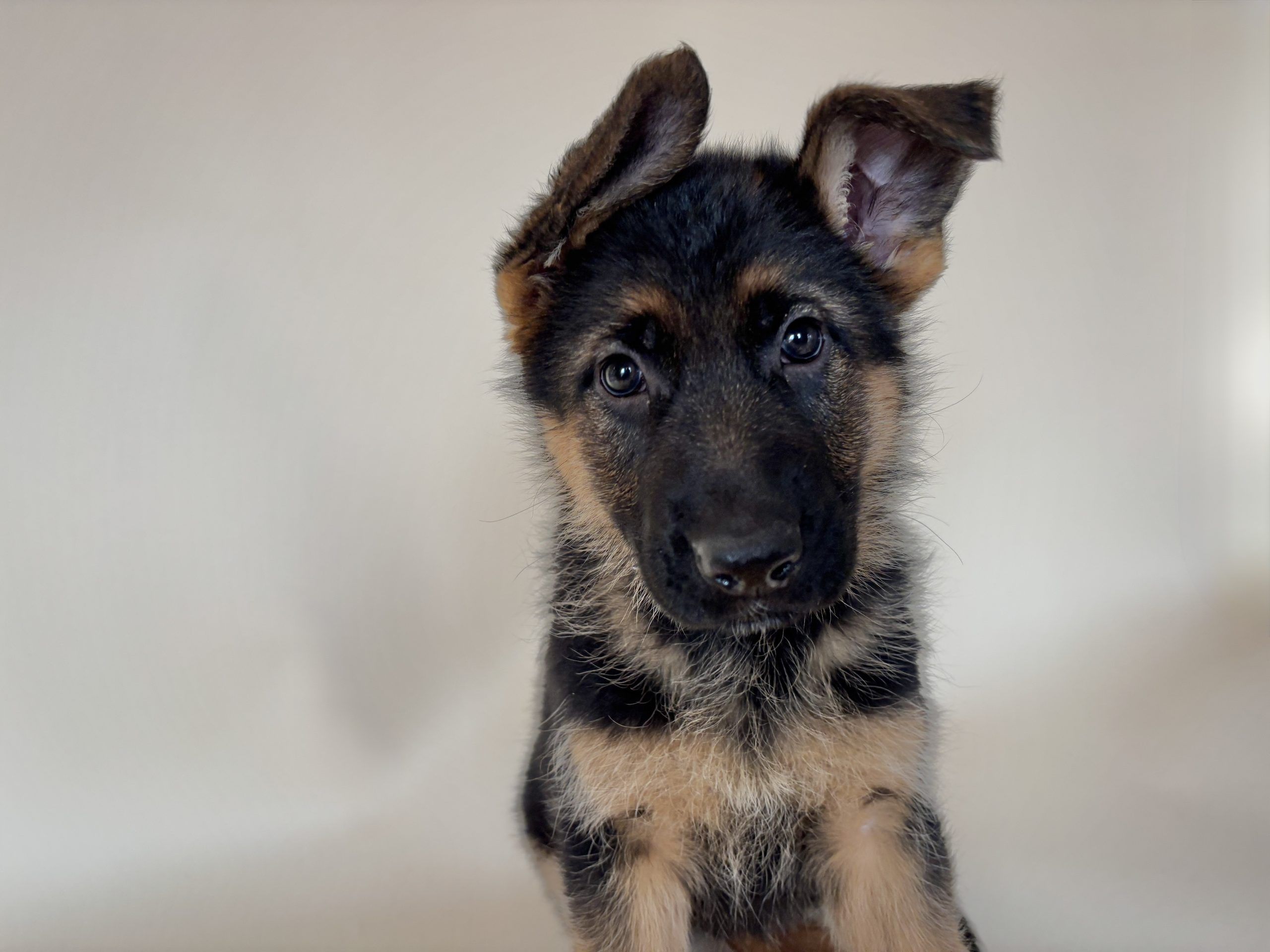 german shepherds in grand junction co