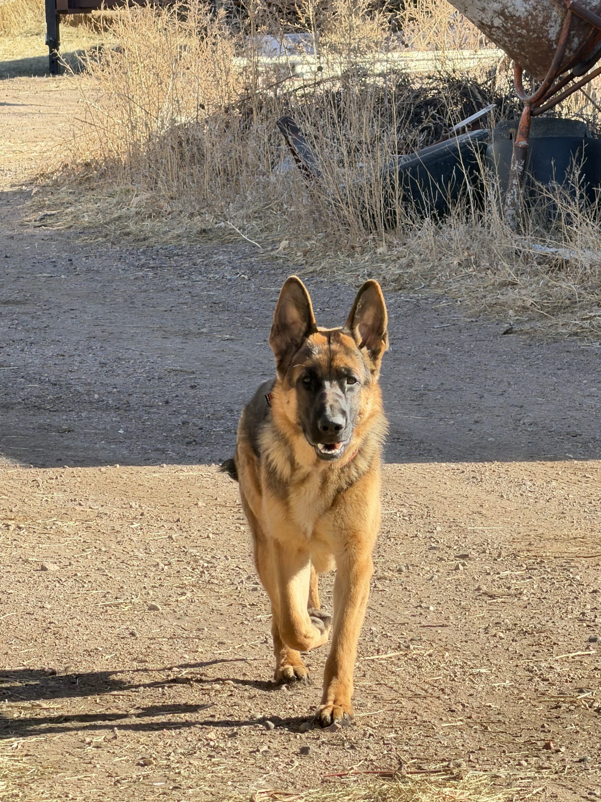german shepherds in grand junction co