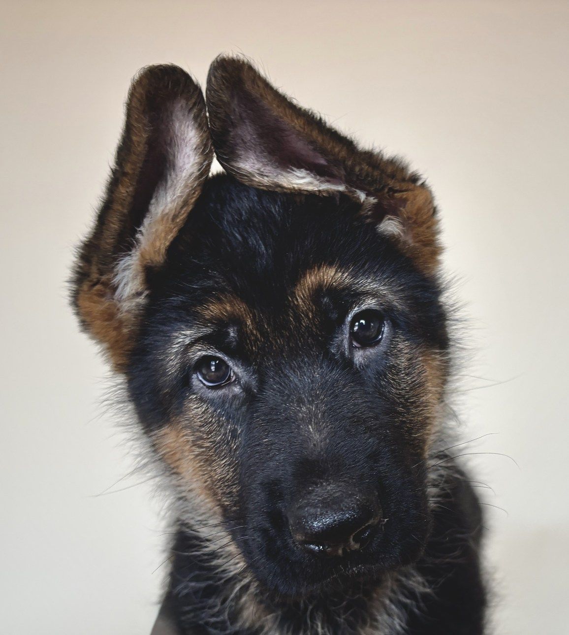 german shepherds in grand junction co