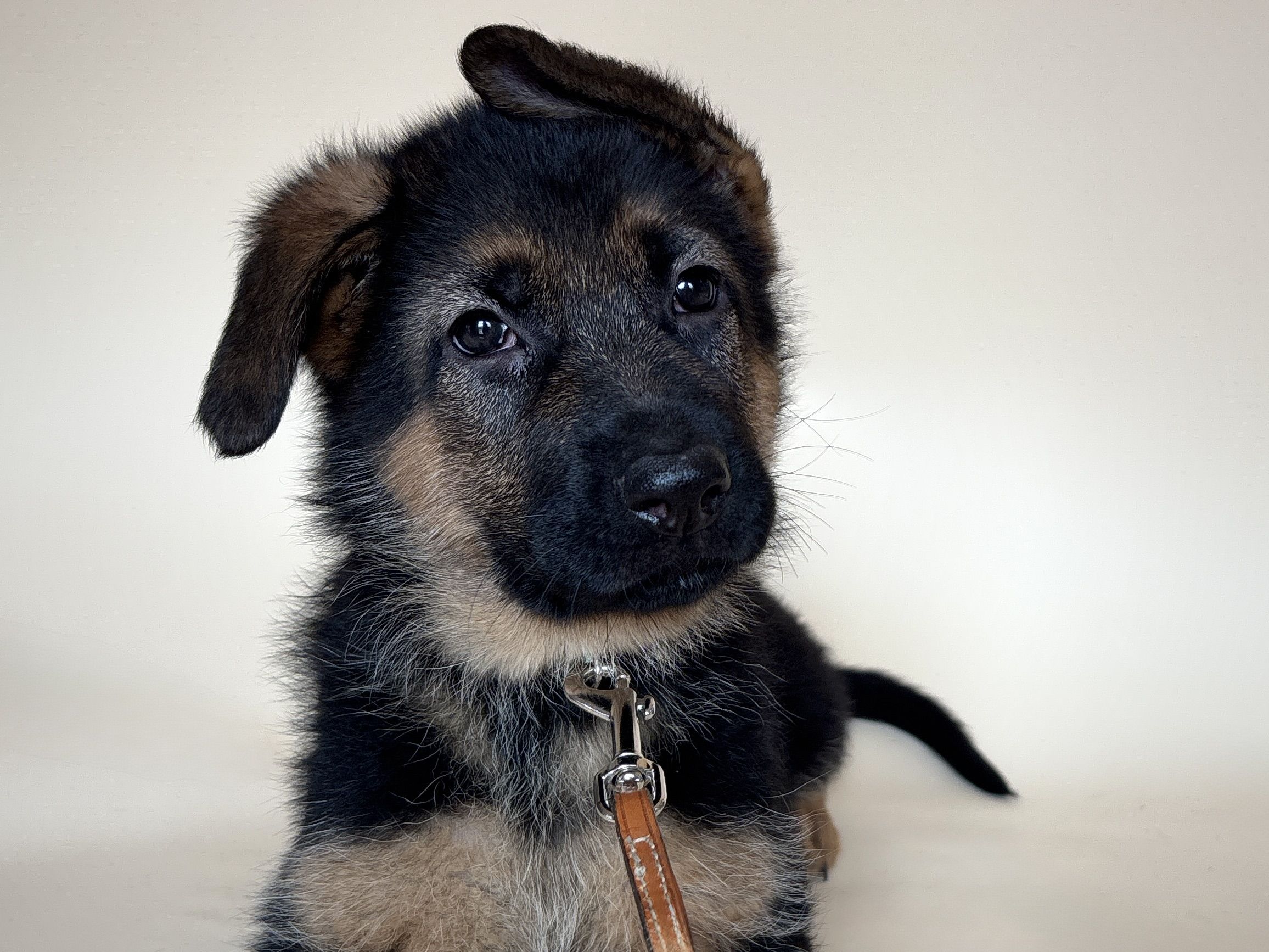 german shepherds in grand junction co