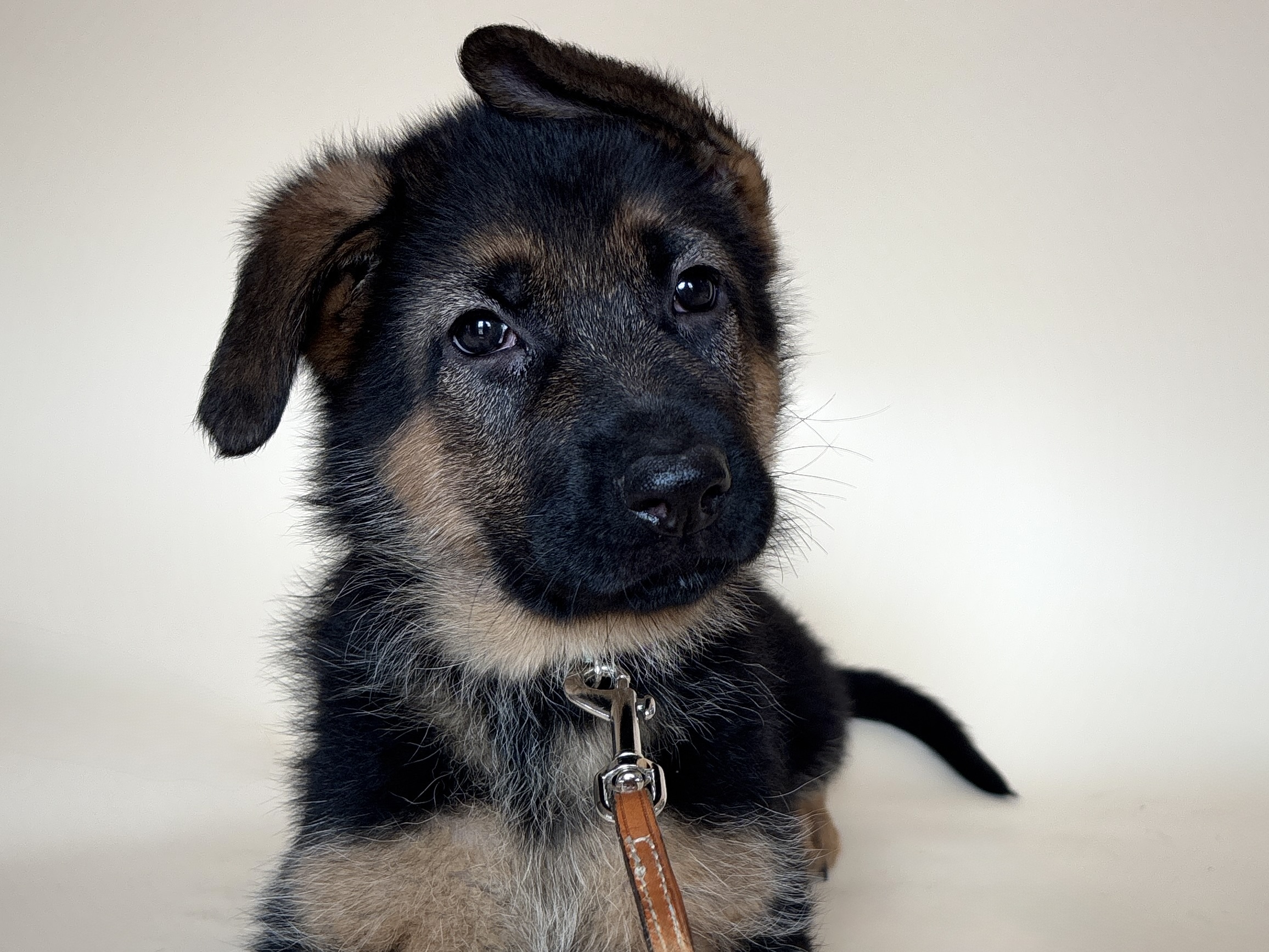 german shepherds in grand junction co