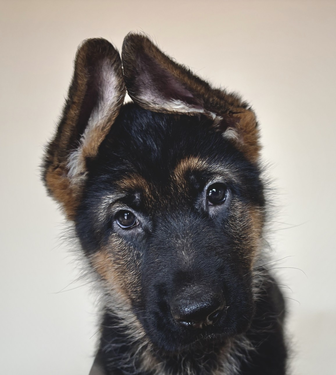 german shepherds in grand junction co